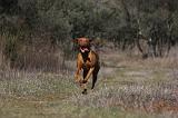 VIZSLA poil court 058